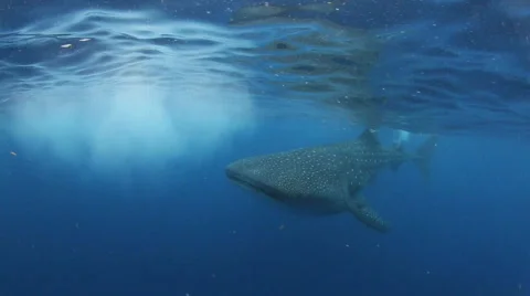 Whale Shark in the Atlantic 스톡 동영상 828830
