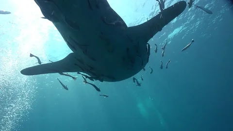 Whale shark from below Stock Footage 76032893