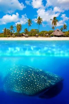 Whale shark below Stock Photos