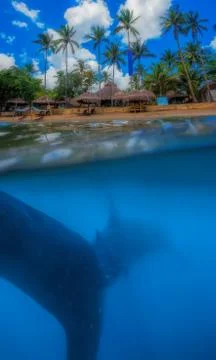 Whale shark below Stock Photos