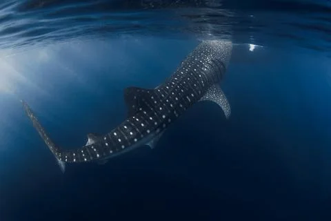 Whale shark beneath the ocean surface feeding in clear blue water Stock Photos