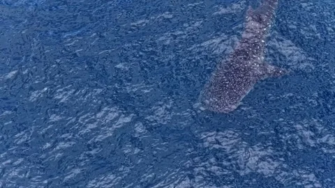 Whale shark, the biggest fish in the world, swimming gracefully in the open Stock Footage 336661398