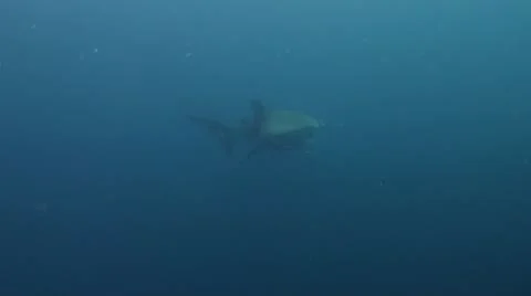 Whale shark in the blue Stock Footage 22153247