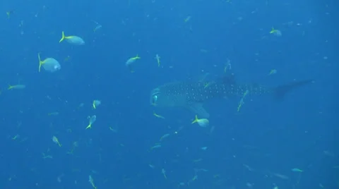 Whale shark in the blue Stock Footage 34146198