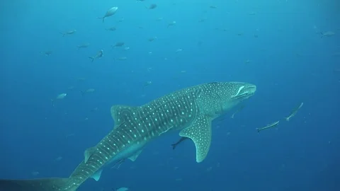 Whale shark in the blue Stock Footage 80179155