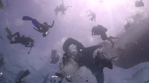 Whale shark from the bottom Stock Footage 68289185