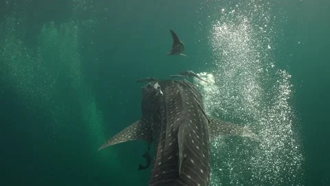 Whale shark with bubbles Stock Footage 135962189
