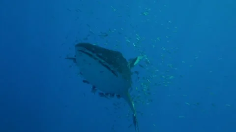 Whale shark in clear water Stock Footage 45731569
