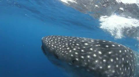 Whale Shark Close Up Stock Footage 831016