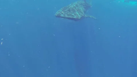 Whale shark close up Stock Footage 93542958