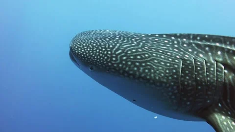 Whale shark close up Stock Footage 158036035