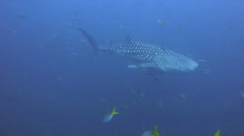 Whale shark coming towards camera, close Video stock 33097783
