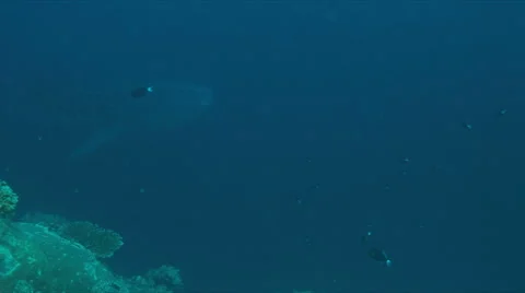 Whale shark on a coral reef. 4k Stock Footage