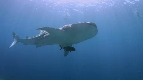Whale shark on a coral reef. 4k Stock Footage
