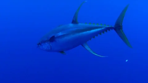 Whale shark crashes into diver Stock Footage 109393626