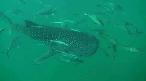 Whale shark  in the deep Stock Footage 22153874