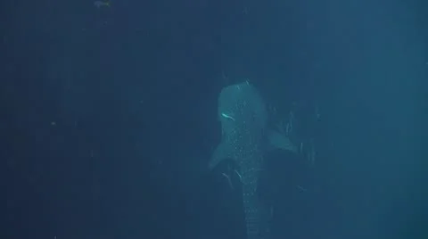 Whale shark  in the deep Stock Footage 22154400
