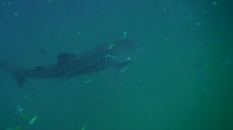 Whale shark  in the deep Stock-Footage 22155112