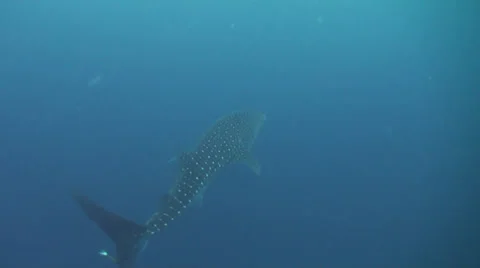 Whale shark is the depth Stock Footage 34137327