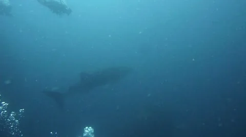 Whale Shark in the distance Stock Footage 57102567