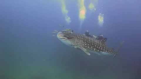 Whale shark with divers Stock Footage 49653268