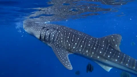 Whale Shark Eating Plankton By Sea Water... | Stock Video | Pond5