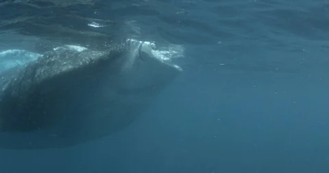 Whale shark eating at the surface of ocean water 스톡 동영상 109342997