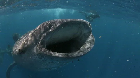 Whale Shark Eats Stock Footage