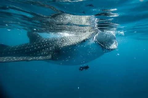 Whale shark eats small fish in the ocean Stock Photos