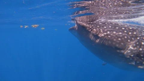 Whale Shark face by camera 스톡 동영상 126220644