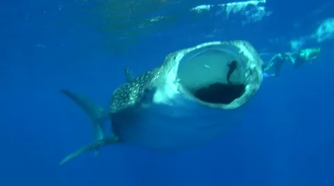 Whale shark Feeding Stock Footage 45731412