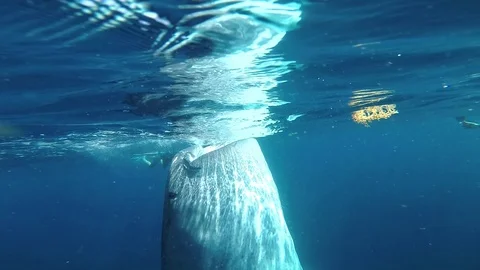Whale shark feeding Video stock 94037152