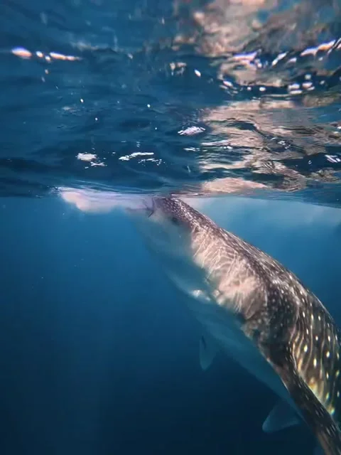 Whale Shark Feeding at Ocean Surface Video stock 340872155