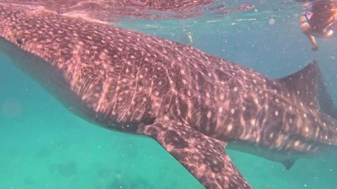 Whale shark feeding on small fish with snorkelers in Philippines Video stock 339982839