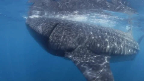 Whale Shark Feeding at Surface Kip Evans Stock-Footage 87756904