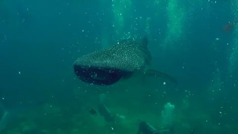 A whale shark flushed out its filters after enjoying a snack of krill. Stock Footage 78960780