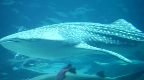 Whale Shark Stock Footage 668504
