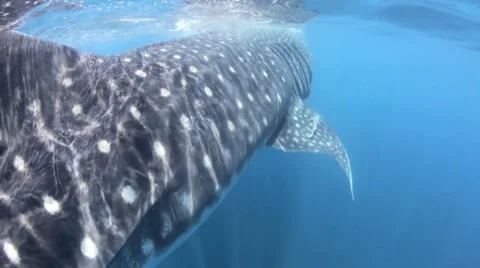 Whale Shark Stock-Footage 3847403