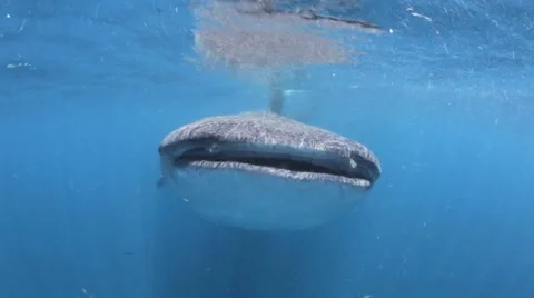 Whale Shark 库存影片 3855068