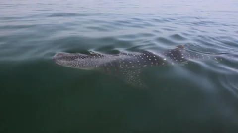 Whale Shark 库存影片 3855262