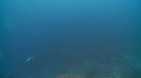 Whale shark Stock Footage 12736157