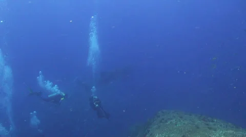 Whale shark Stock Footage 25722119