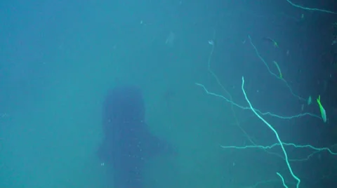 Whale shark Stock Footage 25778200
