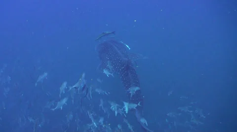 Whale shark Stock Footage 25779571