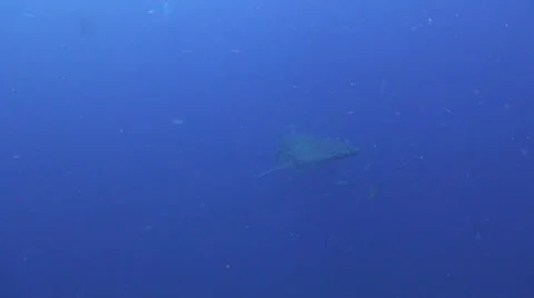 Whale shark Stock Footage 25794395