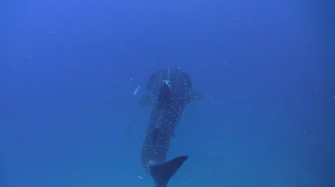 Whale shark Stock Footage 25795707