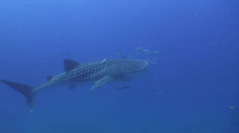 Whale shark Stock Footage 25797238