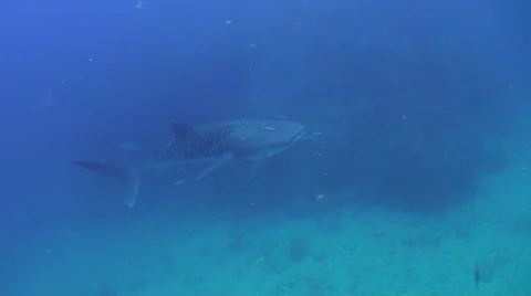 Whale shark Stock Footage 25798360