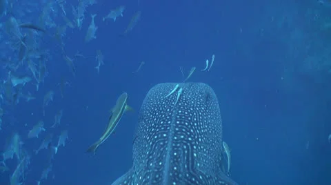Whale shark Stock Footage 25801575