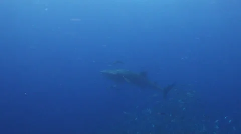 Whale shark Stock Footage 25805035